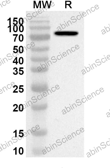 Wb Rack1 Anti-Human RACK1 Polyclonal Antibody_Datasheet